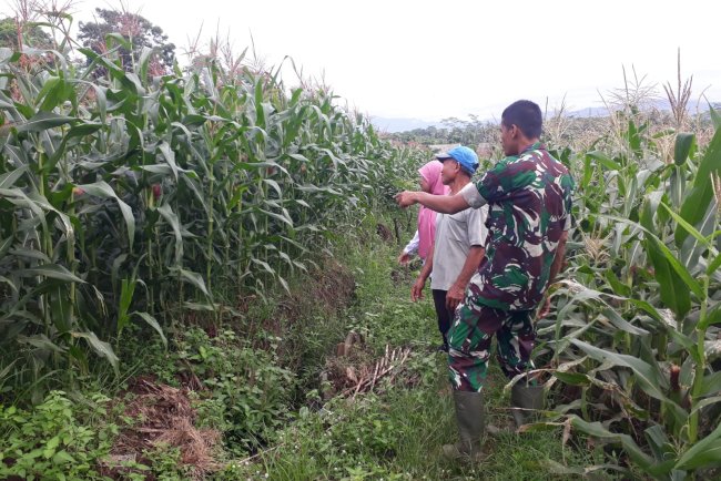 Pendampingan Petani Jagung: Memantau dan Mencegah Penyakit
