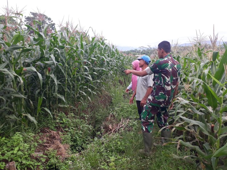 Pendampingan Petani Jagung: Memantau dan Mencegah Penyakit