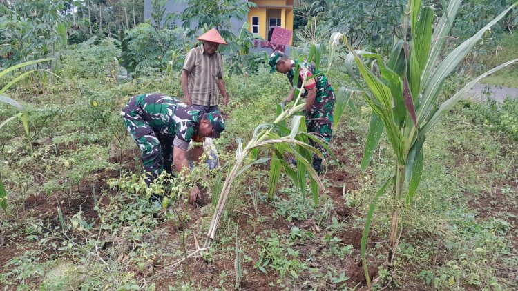 Wujudkan Ketahanan Pangan Babinsa Dampingi Petani Pupuk Tanaman Cabai