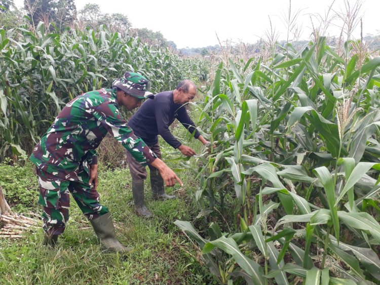 Kelompok Tani Binorong Berhasil Menjaga Tanaman Jagung