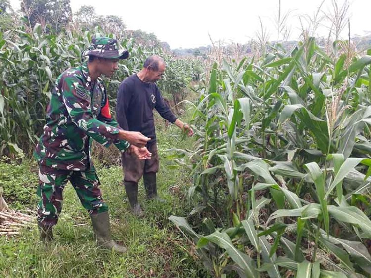 Serka Zeni Eka Priyanto Pendamping Setia Petani Jagung