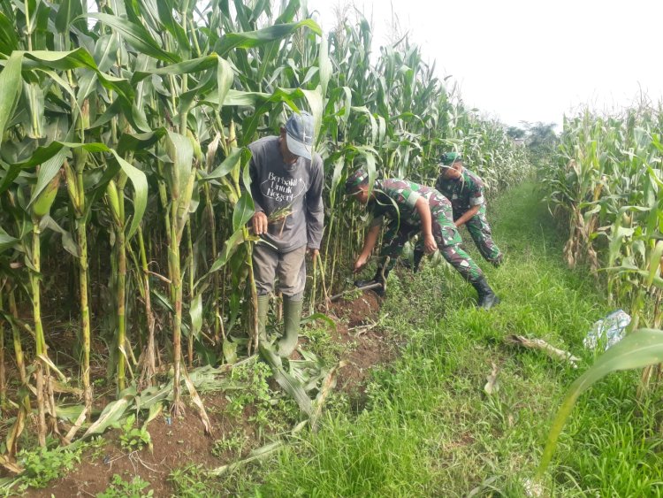 Optimalkan Produksi Jagung Pengurangan Daun di Bawah Tongkol