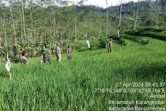 Dampingi petani, Babinsa Turun Ke Sawah Cek Pertumbuhan Tanaman Padi Mulai Berisi