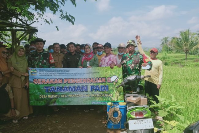 Antisipasi Hama Babinsa Koramil 03/Wanadadi Bantu Petani Penyemprotan Tanaman Padi