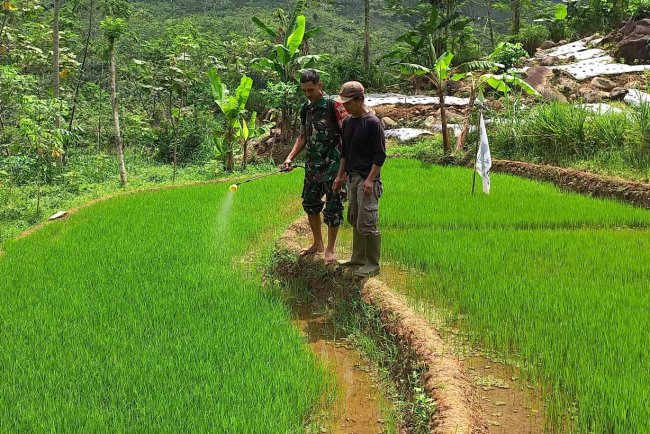 Antisipasi Hama Penyakit, Babinsa Karangkobar Serda Wasis Bantu Petani Semprot Bibit Padi