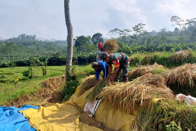 Babinsa Koramil 04/Karangkobar Bantu Petani Panen Padi