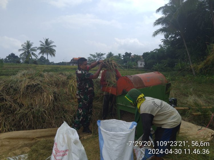 Serda Simon membantu warga binaan panen padi
