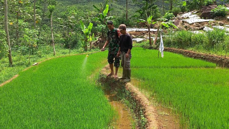 Antisipasi Hama Penyakit, Babinsa Karangkobar Serda Wasis Bantu Petani Semprot Bibit Padi