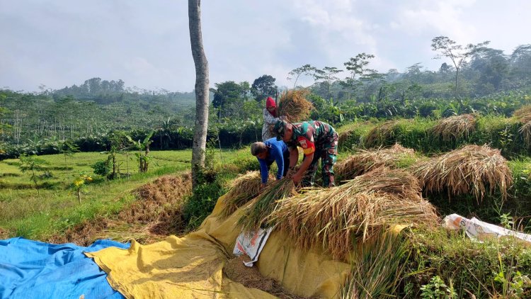 Babinsa Koramil 04/Karangkobar Bantu Petani Panen Padi
