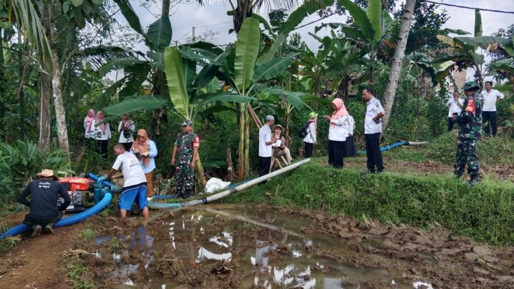 BABINSA KORAMIL 11/PUNGGELAN DAMPINGI PPL DALAM PENGECEKAN POMPANISASI 