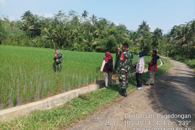 Babinsa dan PPL Pagedongan Pantau Perkembangan Tanaman Padi Di Desa Gentansari