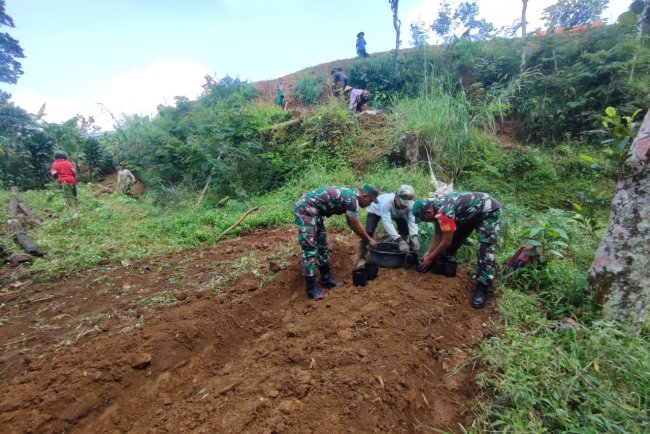 Komsos Babinsa Koramil 16 Pejawaran Bantu Petani Tanam Bibit Kopi Arabika