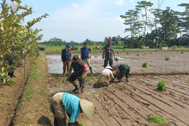 Koramil 15 Rakit Bersinergi dengan BPP Kec Rakit untuk Meningkatkan Produksi Padi melalui PAT