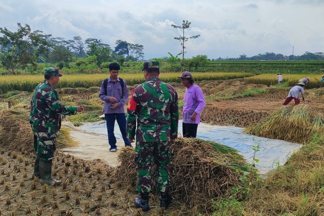 Danramil Babinsa dan PPL Dampingi Petani Panen Padi