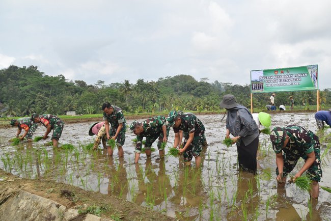 Dandim 0704 Banjarnegara Tanam Padi Protani untuk Program Ketahanan Pangan