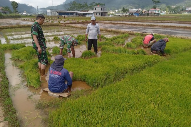 Danramil dan Babinsa Dampingi Petani Tanam Padi di Desa Sikumpul