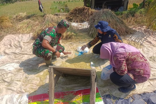 Babinsa Dampingi Petani Panen Padi untuk Wujudkan Swasembada Pangan