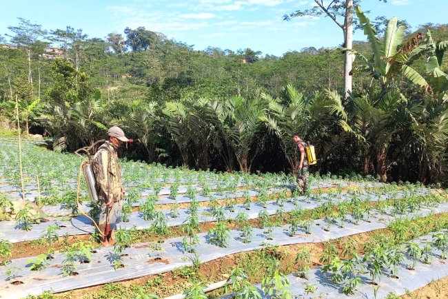 Dalam Rangka Swasembada Pangan Babinsa Dampingi Petani Semprot Tanaman Cabe