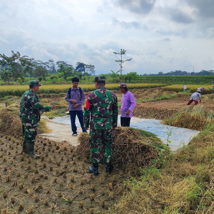 Danramil Babinsa dan PPL Dampingi Petani Panen Padi
