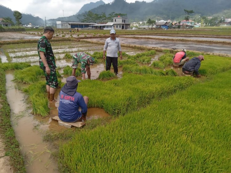 Danramil dan Babinsa Dampingi Petani Tanam Padi di Desa Sikumpul