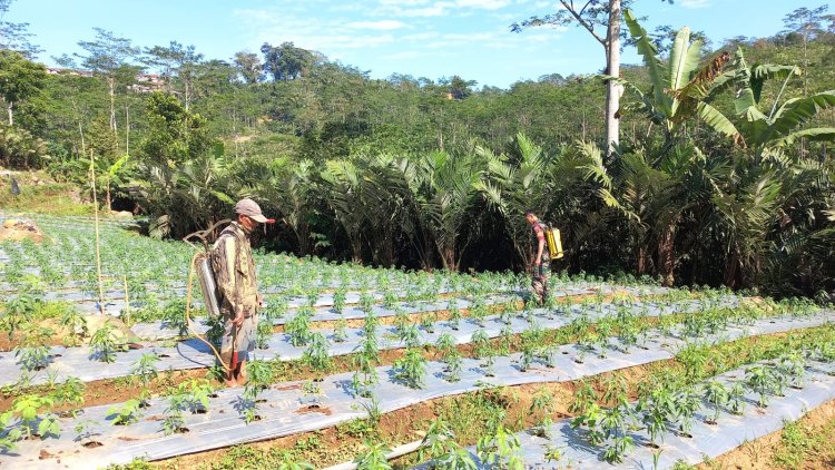 Dalam Rangka Swasembada Pangan Babinsa Dampingi Petani Semprot Tanaman Cabe