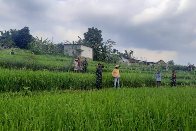 Danramil Bersama Babinsa Dan PPL Monitoring lahan Hanpangan Padi
