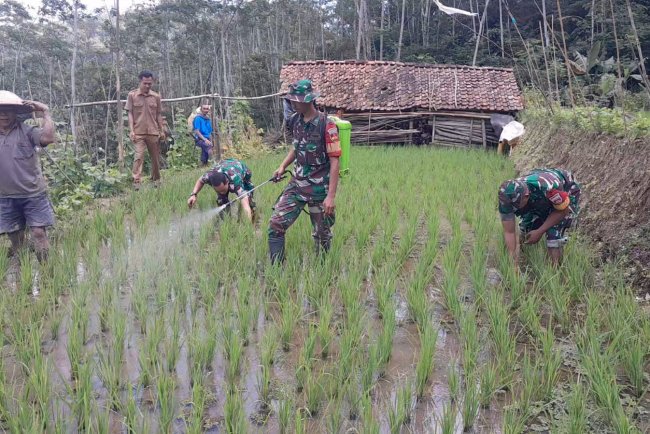 Danramil dan Penyuluh Pertanian Lapangan Turun ke Sawah Dampingi Petani