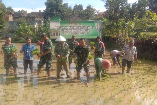 Danramil 01 Banjarnegara Dampingi Program Perluasan Area Tanam Lanjutan