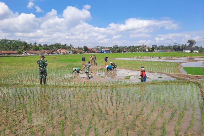 Danramil Tanam Padi Dukung Program Ketahanan Pangan di Desa Linggasari