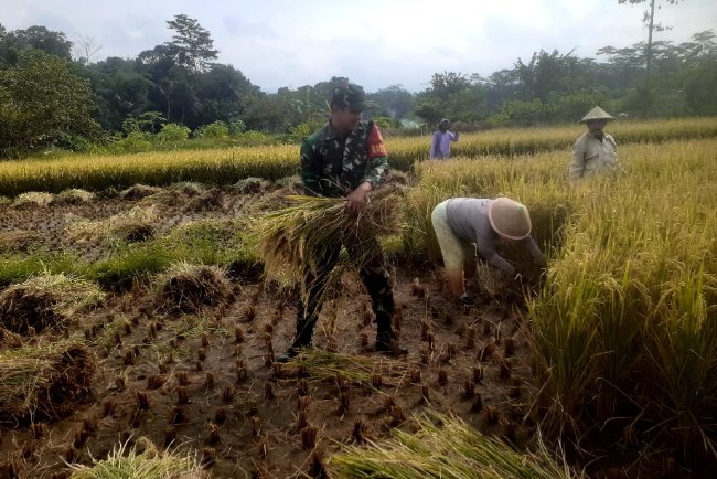 Pgs Danramil dan Babinsa Dampingi Panen Padi Dukung Ketahanan Pangan