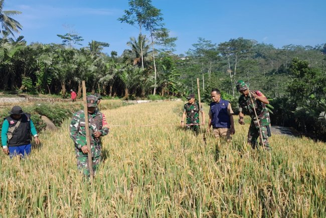 Danramil 04 Karangkobar Babinsa dan PPL Dampingi Petani Panen Padi
