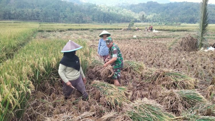 Danramil 09 Susukan Cek Panen Padi Bersama Kelompok Tani Mukti