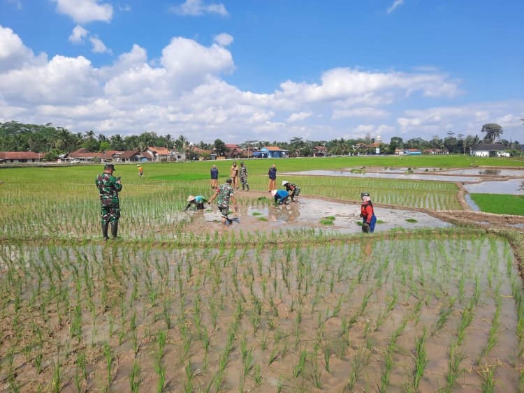 Danramil Tanam Padi Dukung Program Ketahanan Pangan di Desa Linggasari