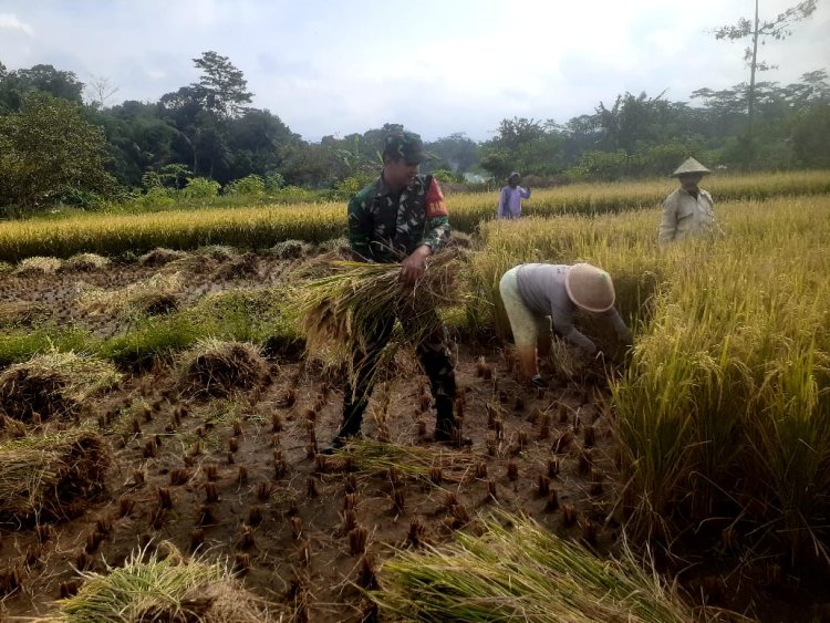 Pgs Danramil dan Babinsa Dampingi Panen Padi Dukung Ketahanan Pangan