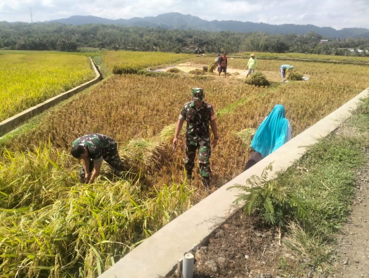 Danramil Dampingi Panen untuk Mewujudkan Ketahanan Pangan di Wilayah