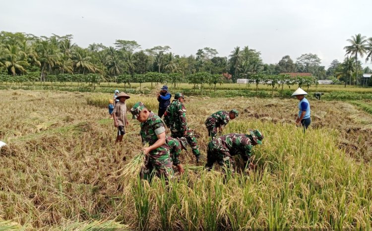 Progam Ketahanan Pangan Danramil 09/Susukan Panen Padi bersama Petani