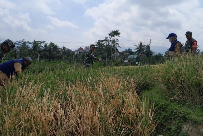 Sinergitas Koramil 01 Banjarnegara BPP Dan Poktan Dalam Pelaksanaan Ubinan Padi