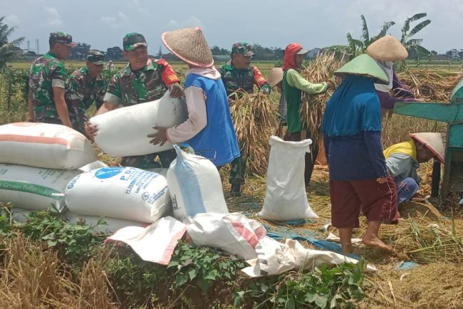 Ps. Danramil 02/Klampok Bersama Babinsa Dampingi Petani Panen Padi Raya