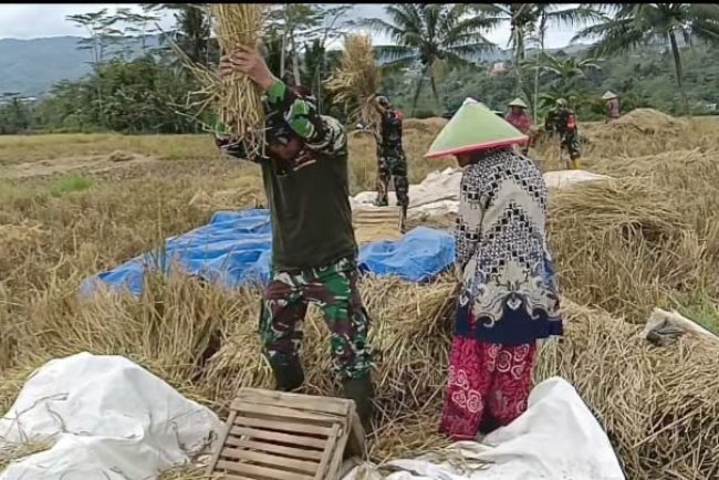 DANRAMIL 08 PURWANEGARA MELAKSANAKAN PANEN PADI BERSAMA WARGA