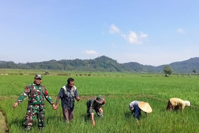 Babinsa Mempelopori Petani Lakukan Penyiangan