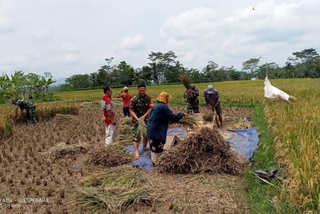 Koramil 03 Wanadadi Panen Padi dengan Poktan Margo Mulyo