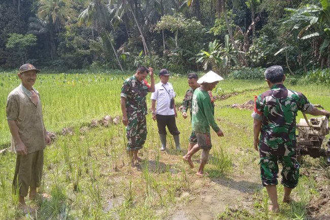 Tingkatkan Ketahanan Pangan Babinsa Terjun Ke Sawah