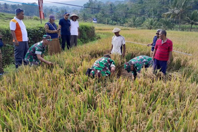 Babinsa Koramil 01 Banjarnegara Ikut Berperan Dalam Kegiatan Ubinan Padi