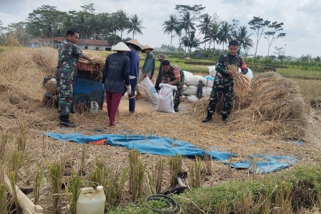 Koramil 10 Bawang Panen Padi bersama Kelompok Tani Sri Rejeki