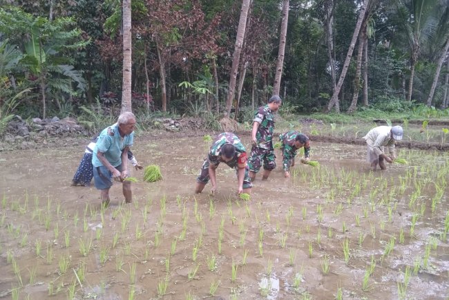 Peningkatkan Ketahanan Pangan Babinsa  Bantu Petani Menanam Padi