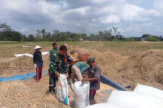 Danramil Terjun Langsung bersama Petani Demi Terwujudkan Ketahanan Pangan