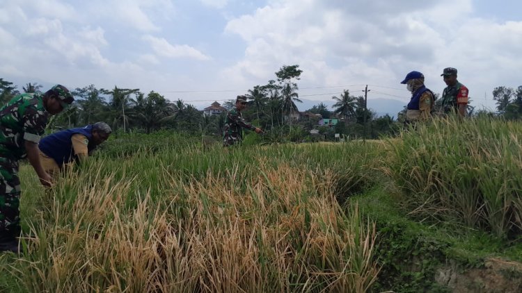 Sinergitas Koramil 01 Banjarnegara BPP Dan Poktan Dalam Pelaksanaan Ubinan Padi