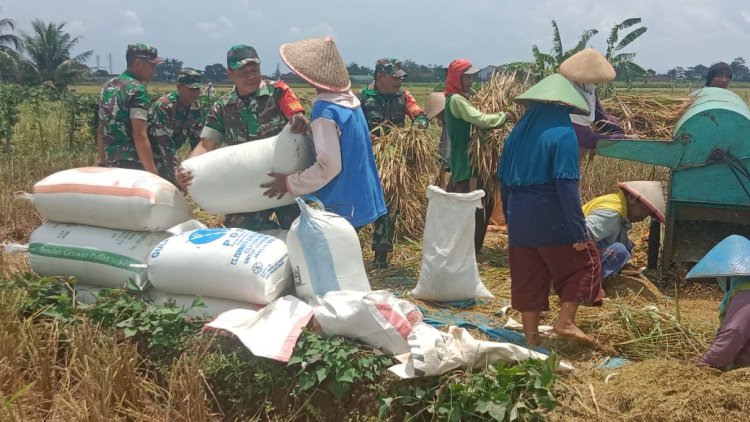 Ps. Danramil 02/Klampok Bersama Babinsa Dampingi Petani Panen Padi Raya