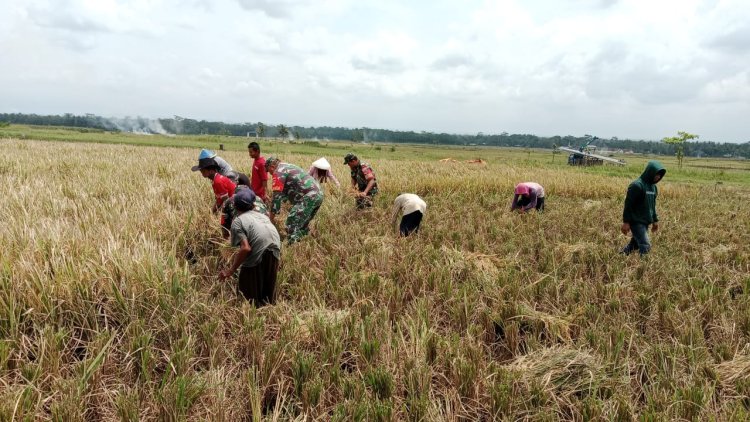 DUKUNG KETAHANAN PANGAN, BABINSA KORAMIL 09/SUSUKAN BANTU PANEN PADI BERSAMA PETANI