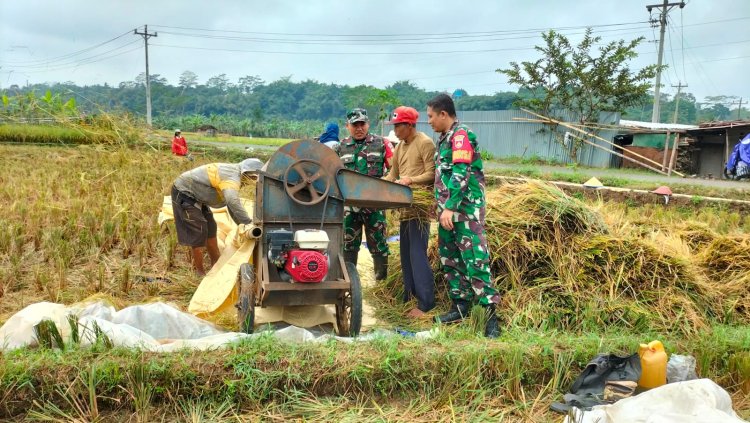 Danramil dan Warga Sidarata Panen Padi